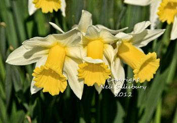 Garden Photography by Betty Fold Gallery of Hawkshead Cumbria